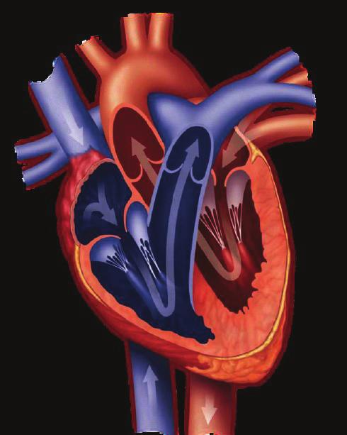 THE HEART How Does Your Heart Work? The heart is designed to pump blood through your body.
