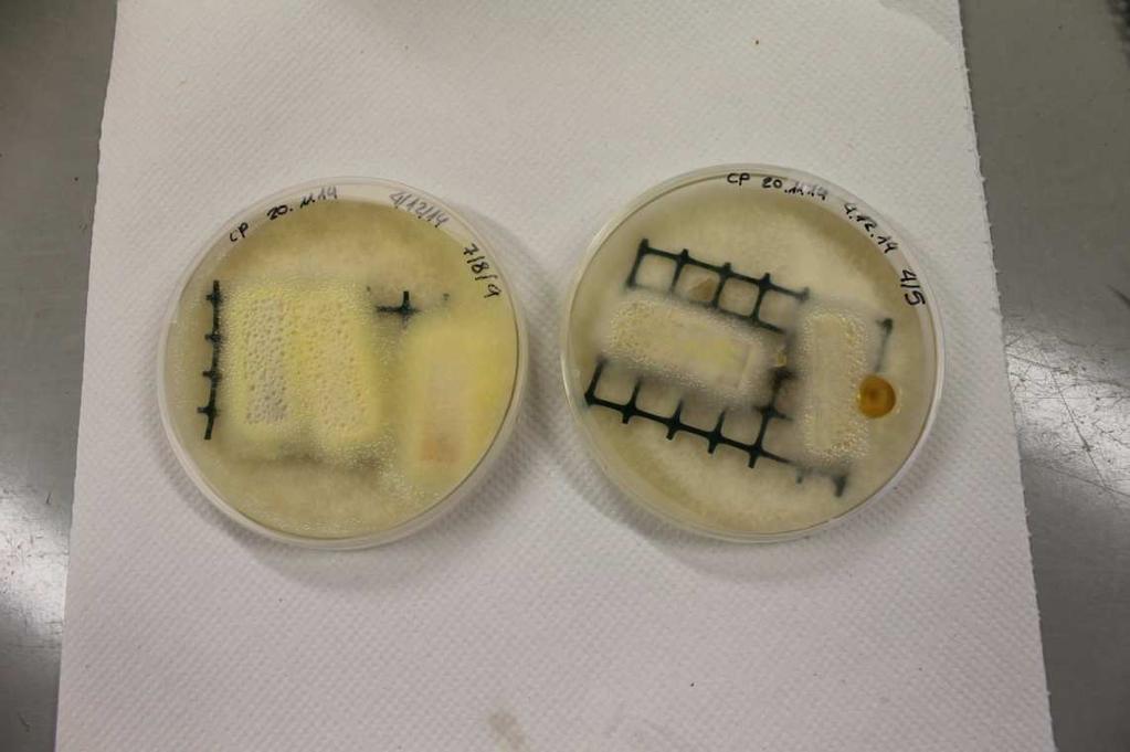 RESULTS & DISCUSSION ACCELERATED TEST AGAINST FUNGAL DECAY: Probes NOT submitted to washing procedure Buffer has shown to blocked the fungus activity CONTROL 1 (Buffer) CONTROL 2 (Acetone+ Buffer)