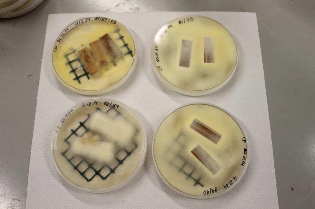 RESULTS & DISCUSSION ACCELERATED TEST AGAINST FUNGAL DECAY: Probes treated with ethanolic extracts and submitted to the washing procedure For ethanolic extracts, only the treatment with C.