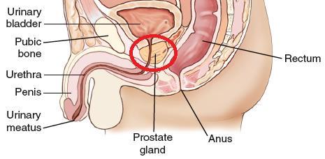 Male Reproductive System Prostate Gland: