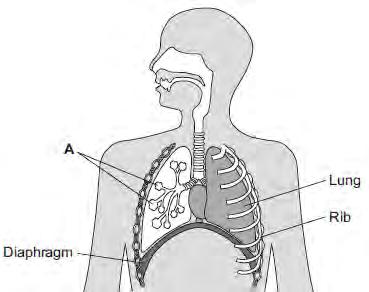 Q8.Our lungs help us to breathe. The image below shows the human breathing system. (a) (i) Name part A. (ii) Give one function of the ribs.