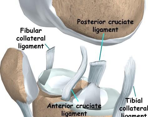 Anterior Cruciate Ligament Human RCTs have failed to show effect PRP