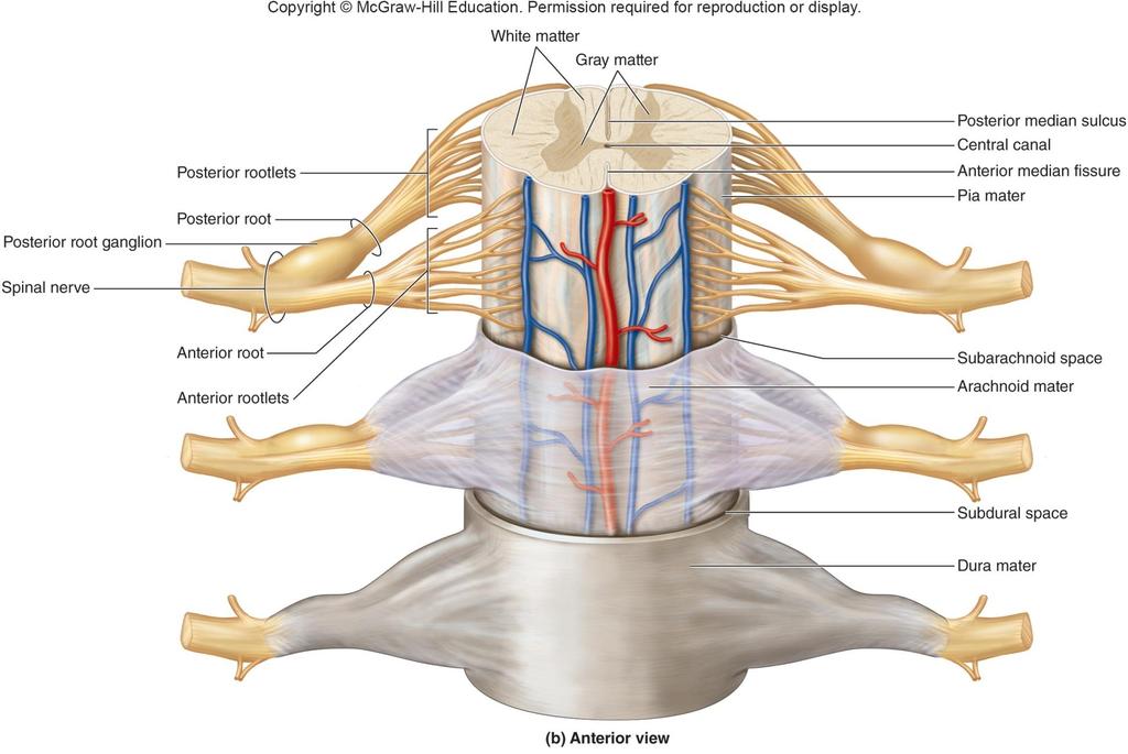 Spinal Meninges and Structure