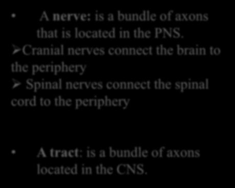 Bundles of Axons A nerve: is a bundle of axons that is
