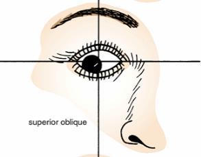 Component: Motor Function: superior oblique turns eyeball
