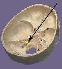 position of head o Cochlear Organ of Corti -