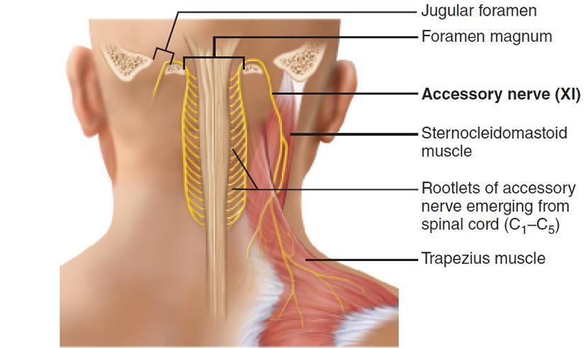 Component: Motor Function: Cranial root: Pharyngeal plexus Spinal root: