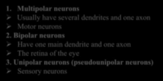 Bipolar neurons Have one main dendrite and one axon The retina