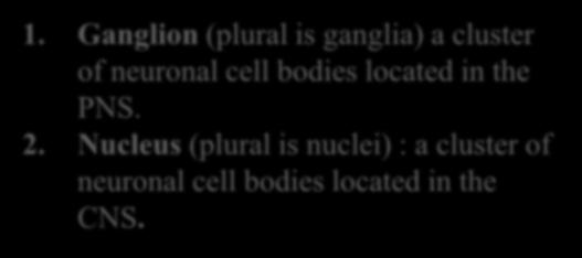 Clusters of Neuronal Cell Bodies