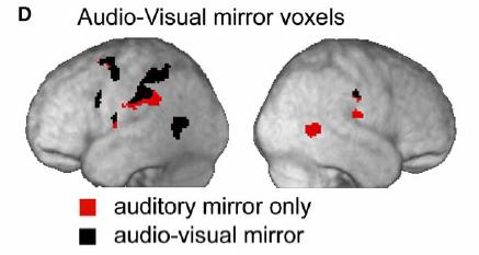 Is visual experience necessary for the development of the mirror neuron system in the human brain?