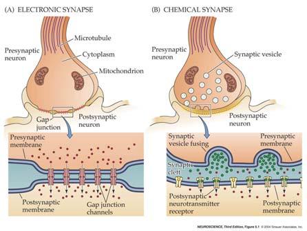 Synaptic Transmission Postsynaptic Mechanisms Synapses electrical and chemical Part I Neurotransmitters categories and life cycle Neurotransmitters examples and postsynaptic effects Pathology