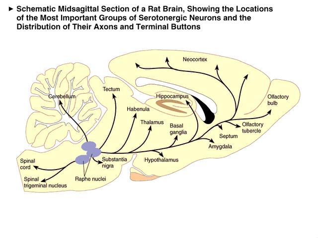 cortex, striatum Medial
