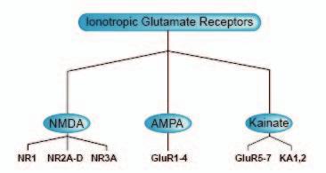 Glutamate subtypes - Ionotropic!
