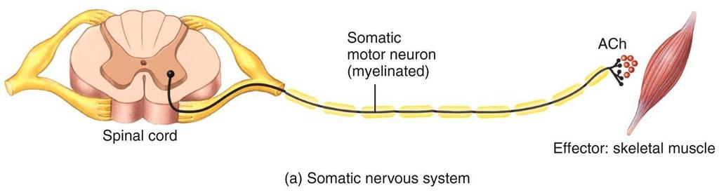 Motor neurons innervate skeletal muscles. The autonomic nervous system receives input from sensory receptors located in organs, blood vessels, muscles and the nervous system.