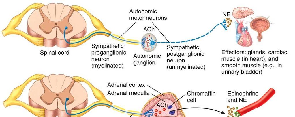 Comparison of Somatic and Autonomic Nervous Systems Most autonomic motor pathways consist of two motor neurons in series.