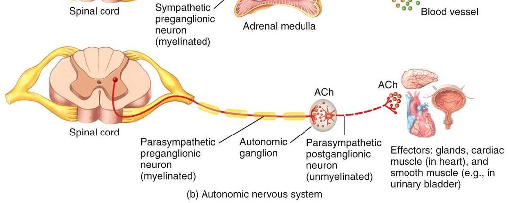 The second (postganglionic neuron) has its unmyelinated axon extending from the ganglion to the effector (smooth muscle, cardiac muscle, or gland).