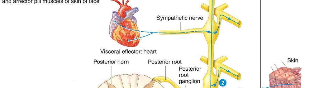 There are 2 major types of sympathetic ganglia: Sympathetic trunk ganglia (lie in a vertical row on either side of the vertebral column) and