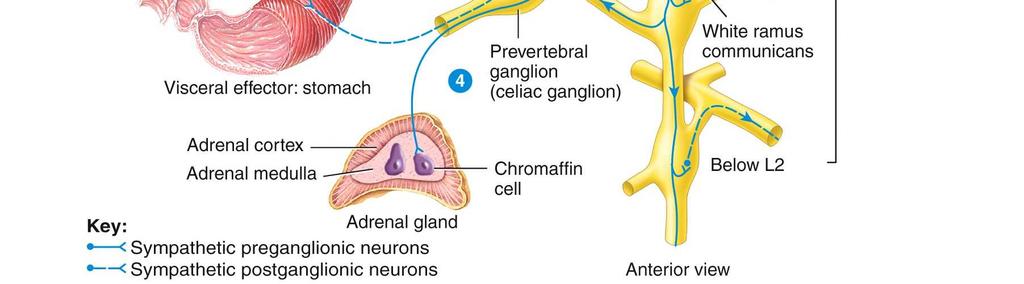 An axon may ascend or descend to a higher or lower ganglion before synapsing with postganglionic neurons. 3.