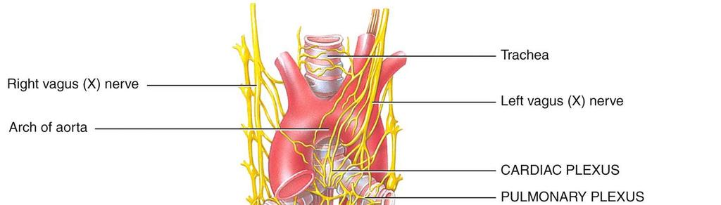 The abdomen and pelvis also contain major autonomic plexuses which are often named after the artery along which they