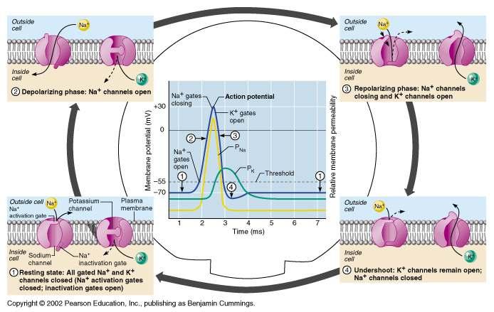 Phases of the Action Potential Action Potential: Role of the Sodium-Potassium Pump 1 resting state 2 depolarization phase 3 repolarization phase 4 undershoot Repolarization Restores the resting