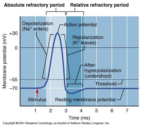 Absolute Refractory Period Absolute Refractory Period Time from the opening of the Na + activation gates until the closing of inactivation gates The absolute refractory period: Prevents the neuron