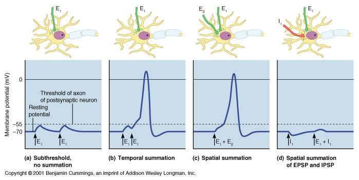 Excitatory Postsynaptic Potentials Inhibitory Synapses and IPSPs EPSPs are graded potentials that can initiate an action potential in an axon Use only chemically gated channels Na + and K + flow in