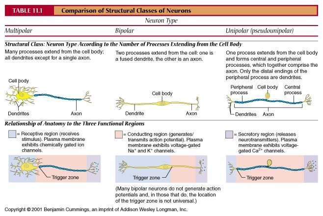 Unmyelinated Axons Axons of the CNS A Schwann cell surrounds nerve fibers but coiling does not take place Schwann cells partially enclose 15 or more axons Both myelinated and unmyelinated fibers are
