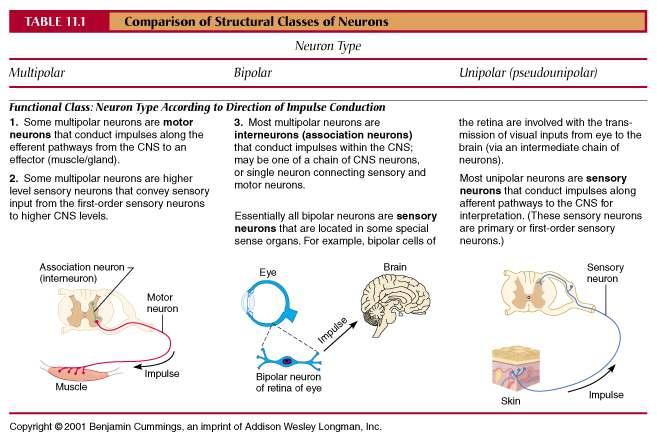 Comparison of Structural Classes of Neurons Neurophysiology Neurons are highly irritable Action potentials, or nerve impulses, are: Electrical impulses carried along the length of axons Always the