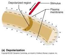 Martin 44 Changes in Membrane Potential Changes in Membrane Potential Caused by three events: Depolarization the inside of the
