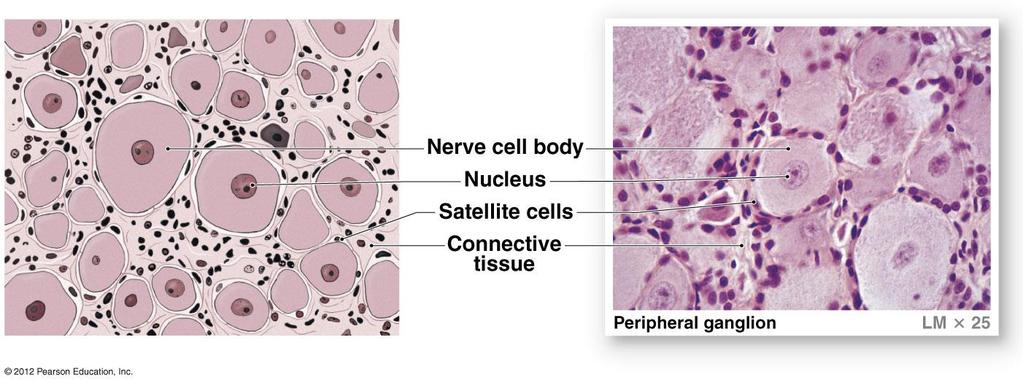 Cellular Organization in Neural Tissue Neuroglia of the PNS Satellite cells Regulate the exchange of