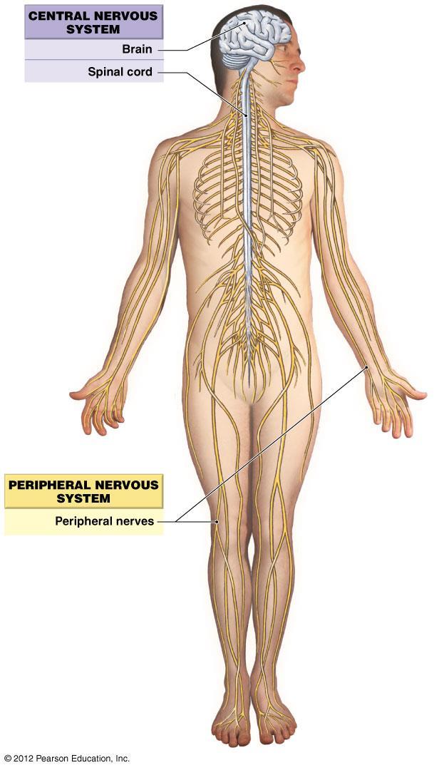 Introduction Nervous System Characteristics Controls and adjust the activity of the body Provides swift but brief responses The nervous system