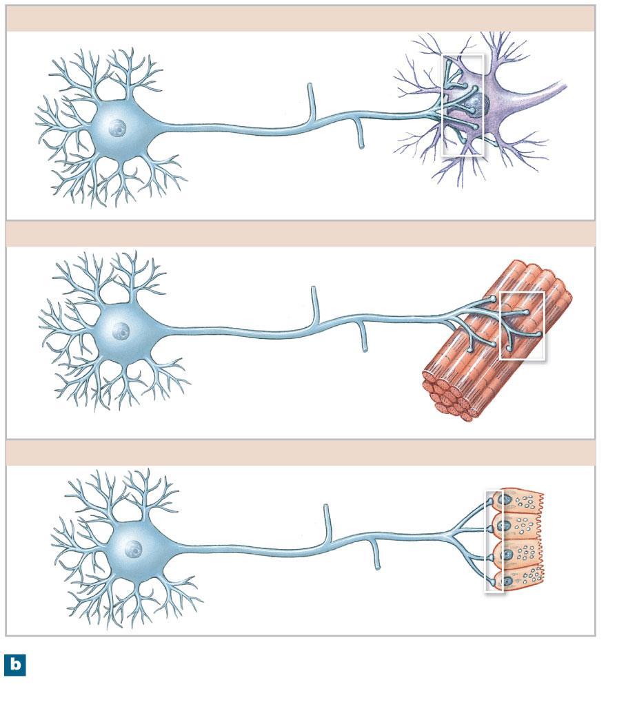Figure 13.9b Anatomy of a Representative Neuron 1. Synapses with another neuron Synapses with another neuron Neuron Neuron Dendrites Axolemma 2.