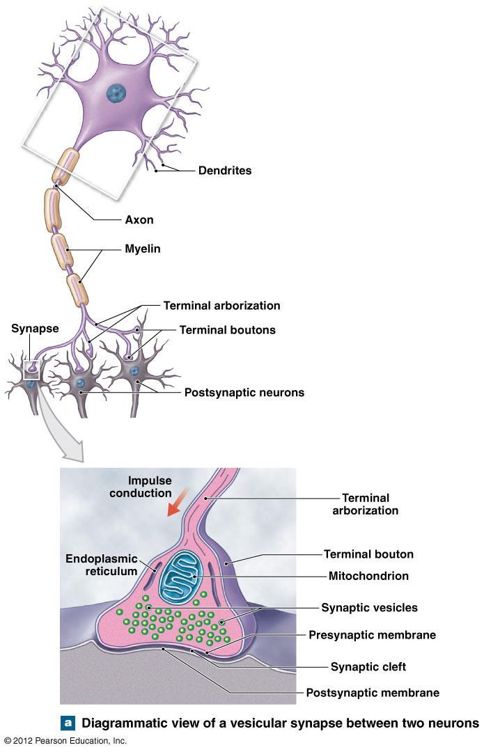 Synaptic transmission Synapse Functional connection between two neurons Presynaptic neuron Axon terminal contains synaptic vesicles