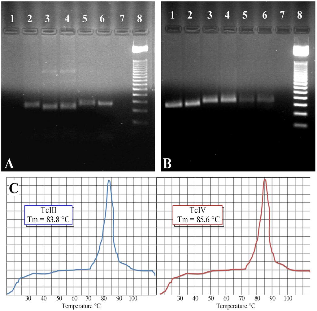Figure 3. Amplification products of the 18S, 24Sa rdna and qpcr DNAst Tm peaks for the detection of TcIII and TcIV DTUs. Figure 3A.