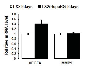 In contrast, the up-regulation of IL8 under condition with was observed for all hepatoma cell lines.