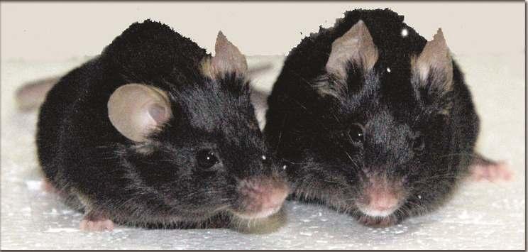 Fig. Normal mouse (left) and mouse (right) recovered from
