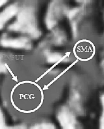 Functional Specialisation and Effective Connectivity in Cerebral Motor Cortices: An fmri Study on Seven Right Handed Female Subjects 75 Model 1 Model 2 Model 3 Model 4 Model B1 Model B2 Model B3