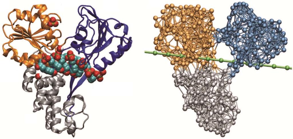 Flechsig H. Operation cycles of HCV helicase A Ⅰ ATP pocket Ⅱ B DNA cleft 5' end Ⅲ Figure 1 Molecular architecture of hepatitis C virus helicase.