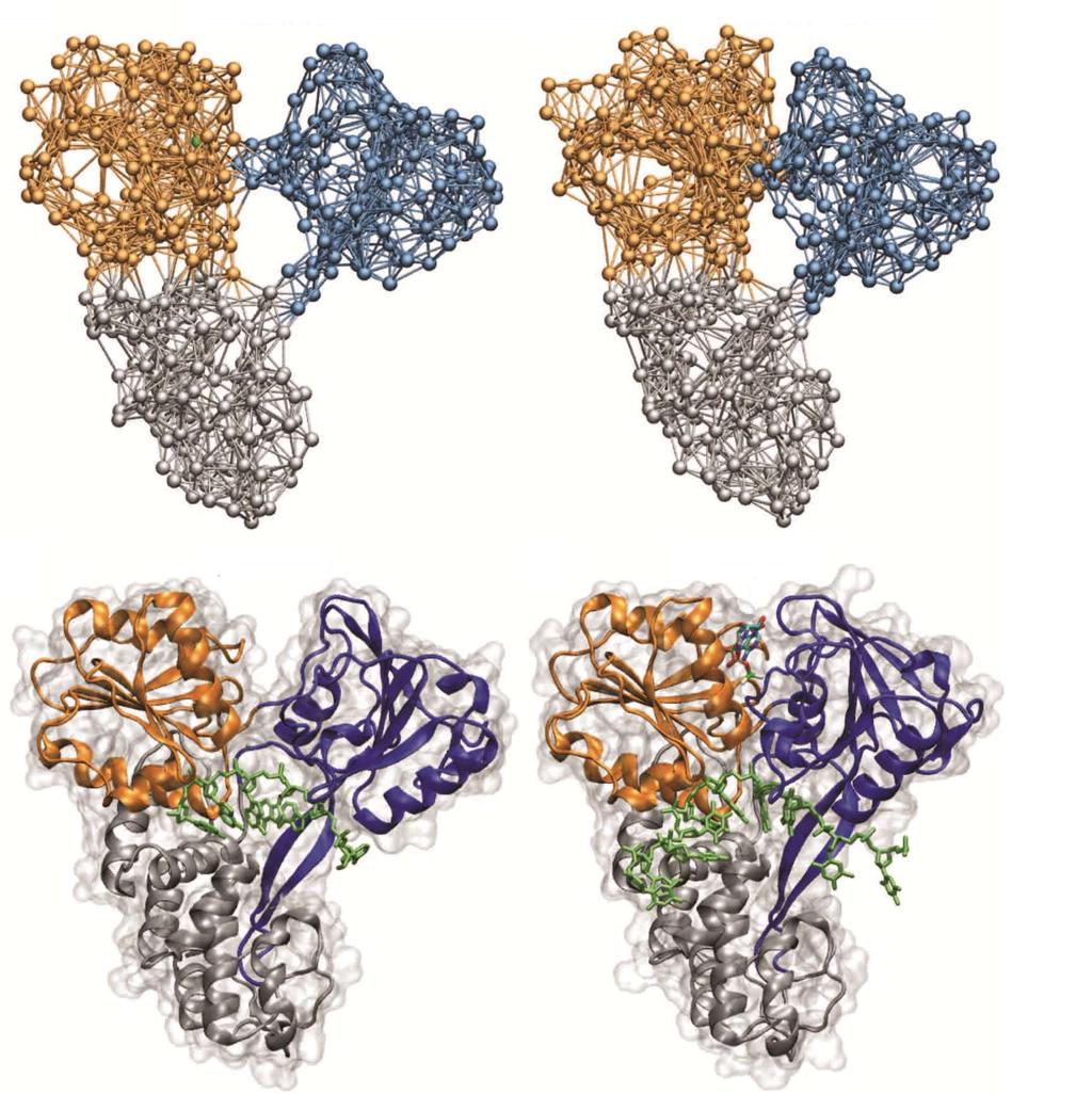 Flechsig H. Operation cycles of HCV helicase A Ligand-free B Ligand-complex Figure 5 Comparison with novel hepatitis C virus crystal structures.
