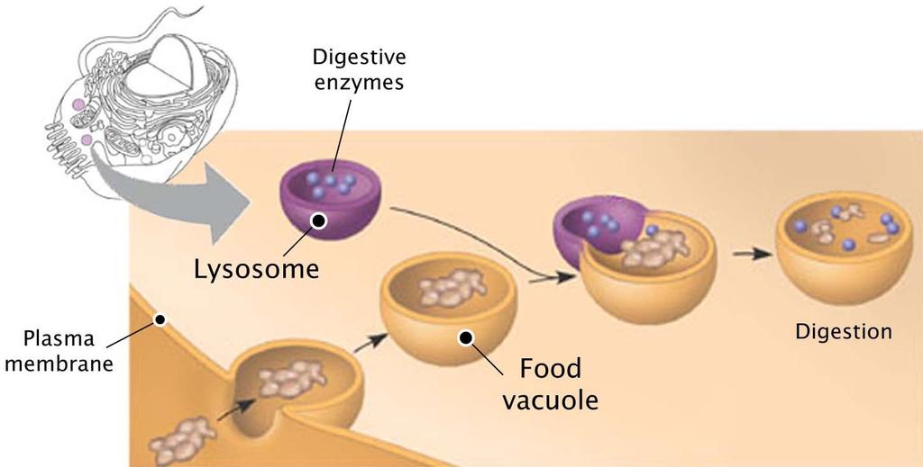 Lysosomes are digestive compartments It is membrane bounded sac of hydrolytic enzymes.