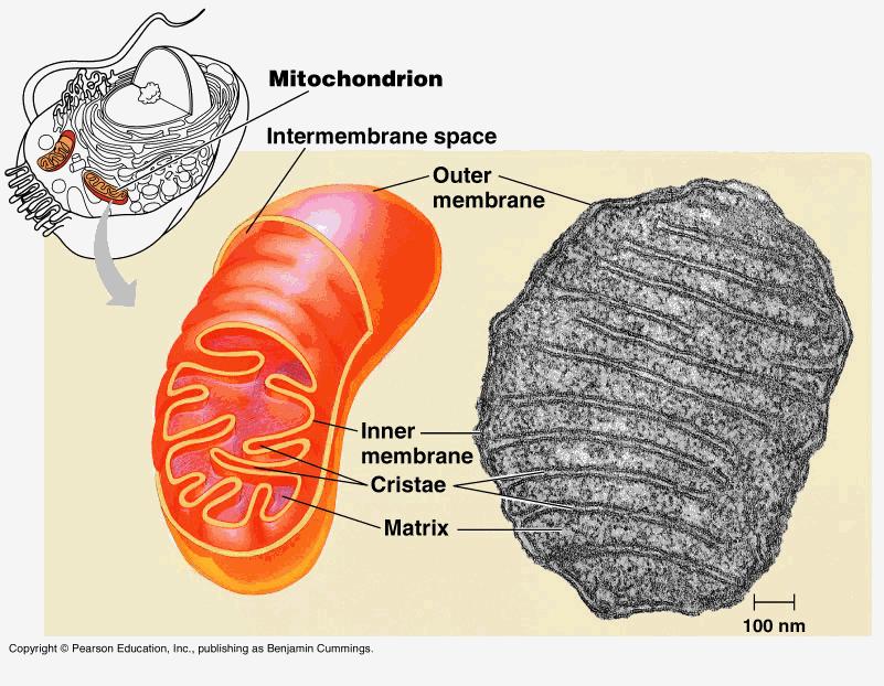 Mitochondria are in all eukaryotic cells (hundreds or thousands).