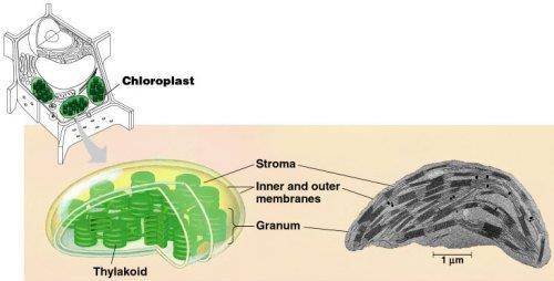 chloroplasts - photosynthesis Inside is inner