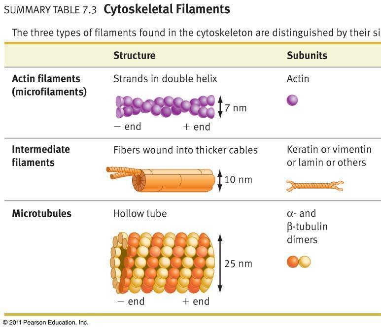 Is the dynamic networks of protein fibers throughout the cytoplasm The cytoskelet
