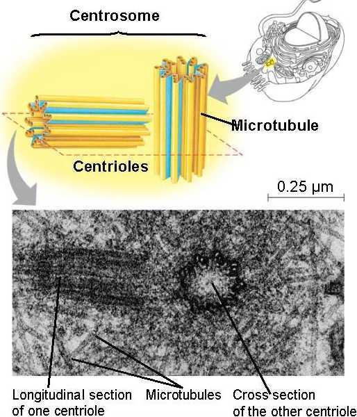 Centrosomes and Centrioles is an organelle that serves as the main microtubule organizing center (MTOC) Microtubules grow out from a centrosome, inside is a pair of centrioles (in animal cells) - set