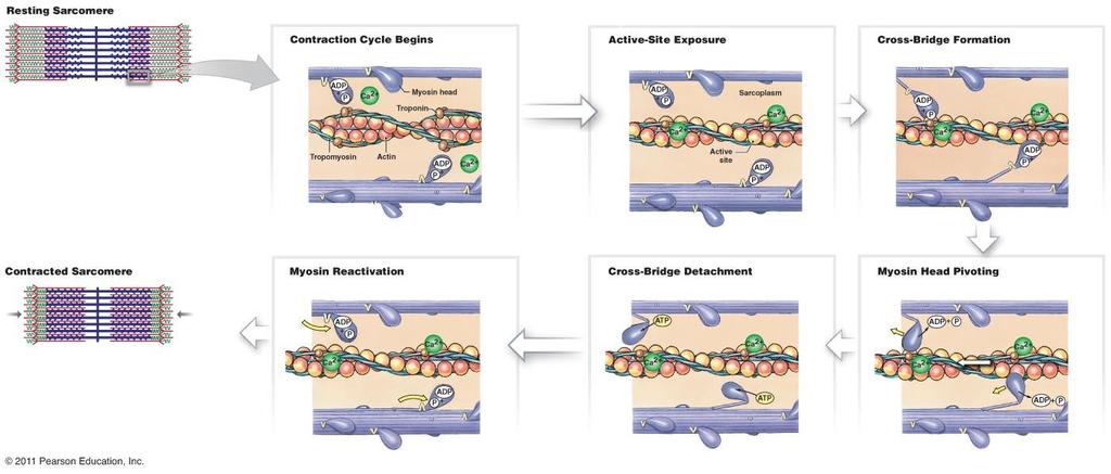 Function in Muscles Protein myosin is arranged parallelly to actin. Actin and myosin interact.
