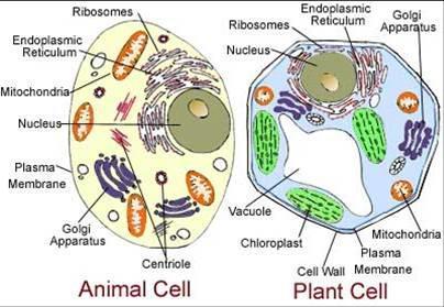 Plant Cells: have chloroplast run photosynthesis have cell wall one large vacuole are rectangular Cellulose of plant cell walls helps to plant cells to allow high pressure to build inside of it,