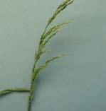 grass Ligule present 1 Inflorescence Panicle 2 Onion couch sub-species of Arrhenatherum elatius has bulbous swellings at the base