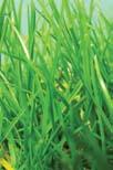 RED STRIPED STEM BASE p10 p11 Perennial Ryegrass Lolium perenne Yorkshire og Holcus Ianatus 1 2 3 1 2 3 CONTROLLED by Rescue Trials have shown that Yorkshire og is CONTROLLED by Rescue folded in