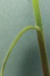 leaves Pink/purple stripes on leaf sheath, especially at the stem base 2 Obvious ligule 3 Inflorescence Panicle Susceptible to Crown Rust OEMERGING LEA SHINY LEA AURICLE HAIRY LEA LDED EMERGING LEA