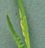 on leaf Older leaves often crinkled in centre 1 Large ligule Inflorescence Panicle.